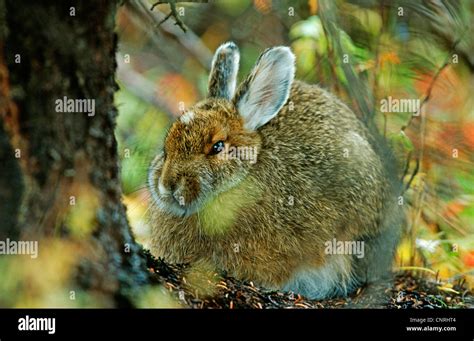 Snowshoe Hare Varying Hare Lepus Americanus In Forest Usa Alaska