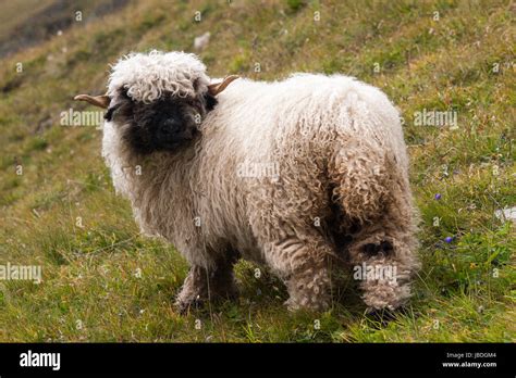 WALLIS VALAIS, SWITZERLAND, EUROPE - The Valais Blacknose sheep ...