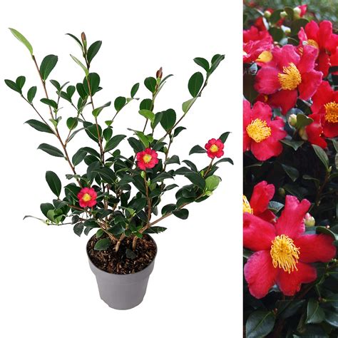 Camellia Yuletide Carbeth Plants