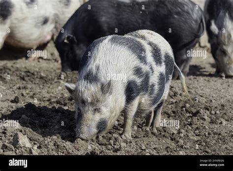 Piglet Sus Scrofa Domestica At An Organic Farm Stock Photo Alamy