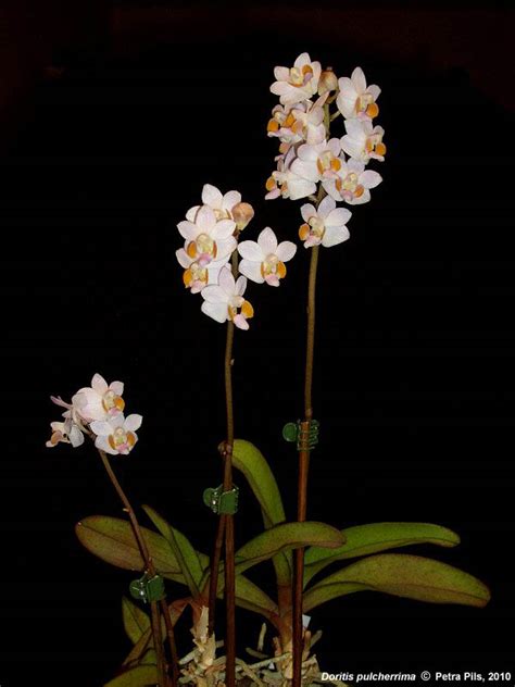 Phalaenopsis pulcherrima