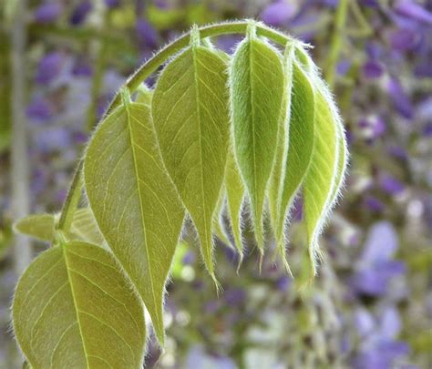 Wisteria Leaves Plant Leaves Chartreuse Plants