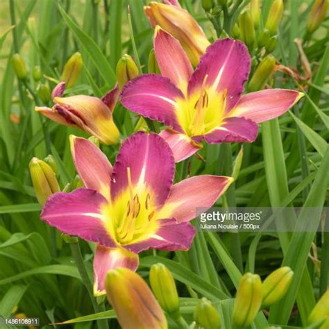 106 Purple Daylilies Stock Photos High Res Pictures And Images