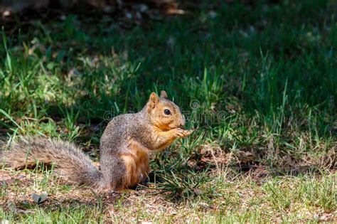 Ardilla Que Forrajea Para Las Nueces En La Hierba Imagen De Archivo