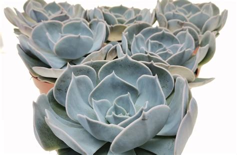 Echeveria ‘Pollux’ - Giromagi Cactus and Succulents
