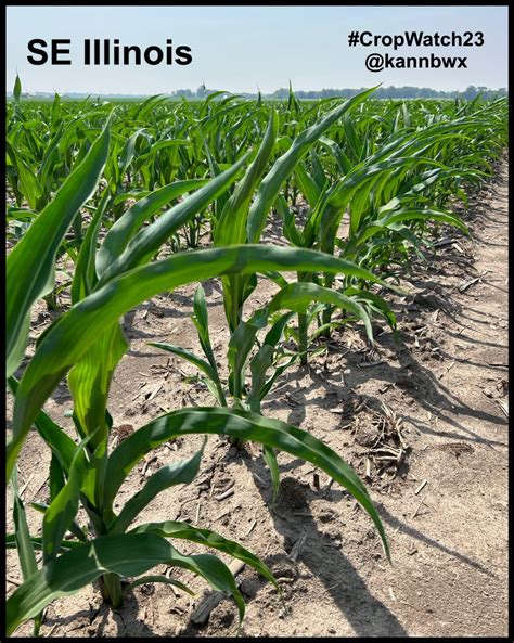 Karen Braun On Twitter I State CropWatch23 Corn Is Getting Pretty