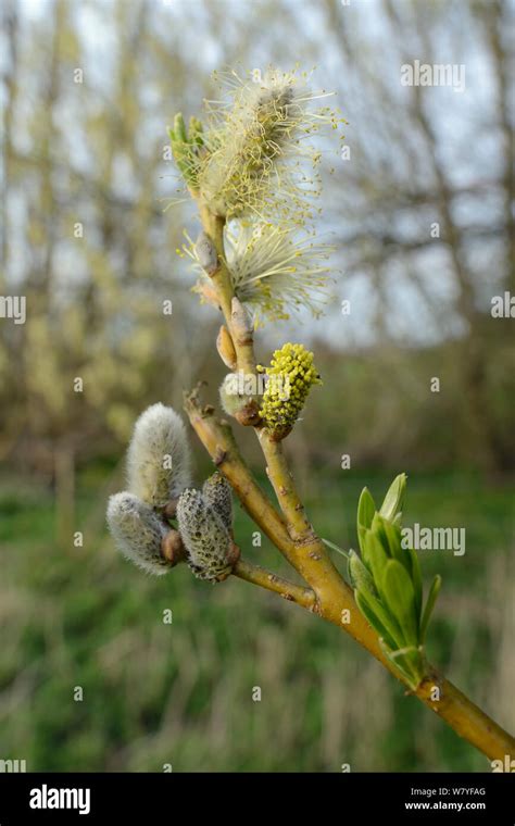 Pussy Willow Common Osier Hybrid Salix Caprea X Salix Viminalis Catkins Wiltshire Uk