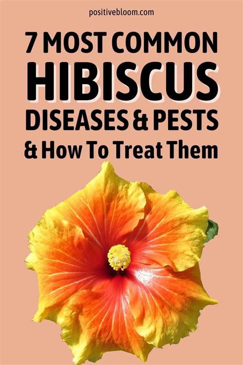 7 Most Common Hibiscus Diseases And Pests And How To Treat Them