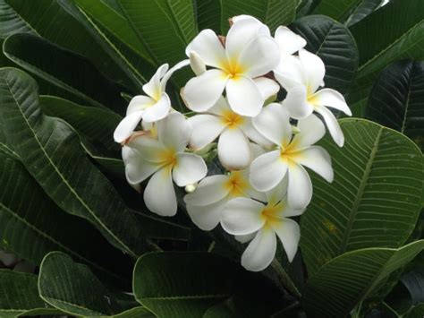 hawaiian flowers | Tumblr