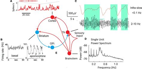 Frontiers The Enigma Of Infra Slow Fluctuations In The Human EEG