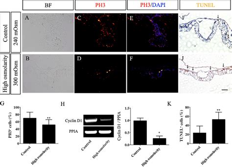 High Salt Exposure Impacts Cell Proliferation And Apoptosis In The Yolk