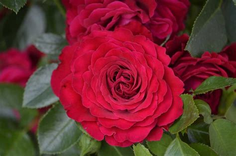 Саженцы розы майра ред купить в Москве по цене от 690 рублей