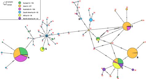 CO1 haplotype network of Hermetia illucens. The haplotype network ...