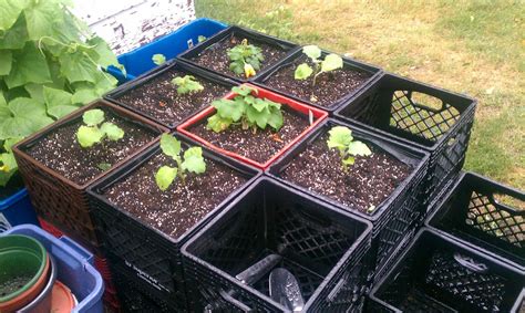 Pin On Milk Crate Gardening Milk Crates Garden Planters Diy Garden