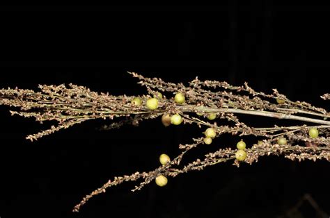 Schizostachyum Plant1 Poaceae