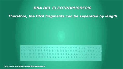 DNA Gel electrophoresis - Simple Animated Tutorial | Dna gel electrophoresis, Animation tutorial ...