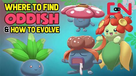 Where To Find Oddish Gloom And How To Evolve Into Vileplume And Bellossom