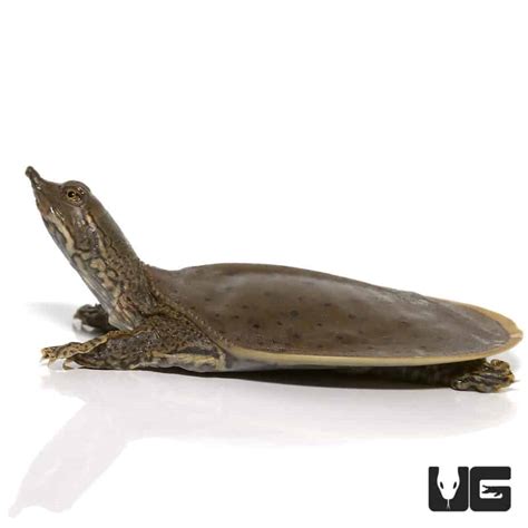 Baby Spiny Softshell Turtles (Apalone spinifera) For Sale - Underground ...