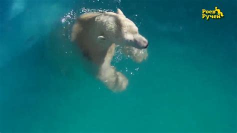 Белые медведи купаются в бассейне, «Роев ручей» 2017 - YouTube
