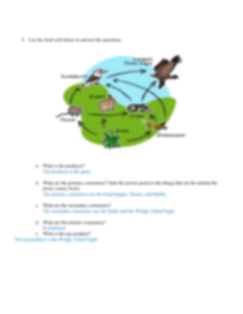 Solution Copy Of Food Chains Food Web And Energy Pyramid Worksheet