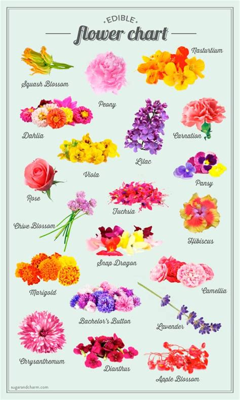 edible flower list  chart sugar  charm