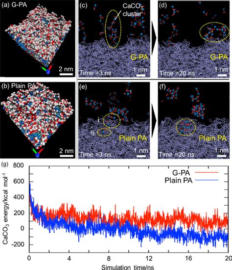 interfacial water layer formed    pa   plain pa surface