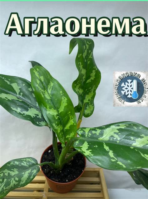 Комнатные растения Аглаонема, 1 шт - купить по выгодной цене в интернет ...