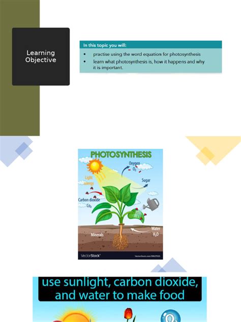 photosynthesis  carbon cycle part   photosynthesis
