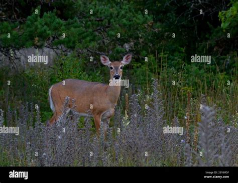 Female White Tailed Deer Doe Up Close In The Grassy Meadows Of Spring