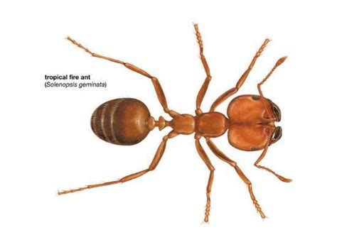 Tropical Fire Ant Solenopsis Geminata Insects Prints Encyclopaedia Britannica