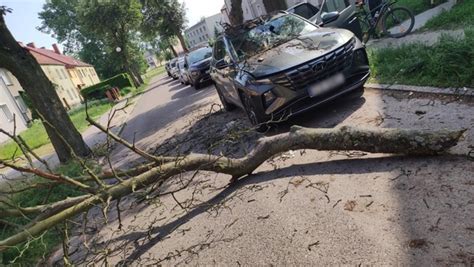 Wielki Konar Spad Na Auto Gwiazdora Disco Polo Auto Zniszczone