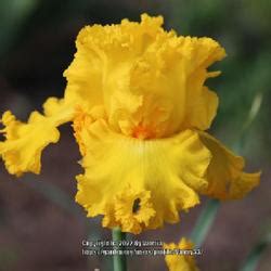 Tall Bearded Iris (Iris 'Amarillo Frills') in the Irises Database ...