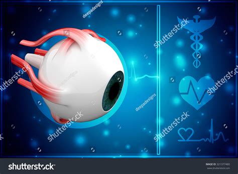 Human Eye Dissection Anatomy Stock Illustration 321377480 | Shutterstock