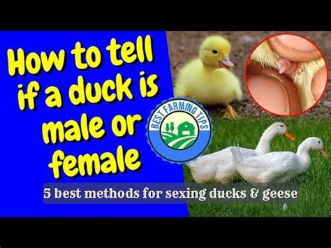Ways To Tell The Sex Of A Baby Duck Artofit