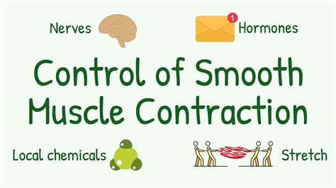 What Controls Smooth Muscles Activities Nervous Hormonal Control Of