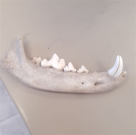 Id Ik Its Kinda Ass But Im Curious To Know What It Is Lmao Found At My School R Bonecollecting