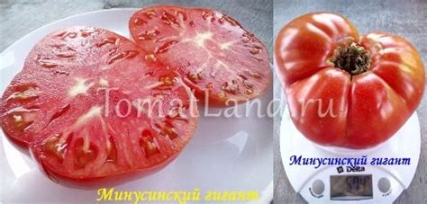 Томат Минусинский гигант: описание, ОТЗЫВЫ, фото, урожайность ...
