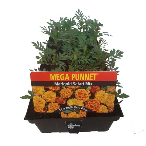 Marigold Safari Mix Tagetes Patula Mega Punnet Flowering Range