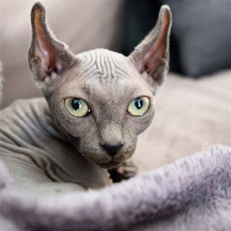 Кошка эльф – описание породы с фото от А до Я