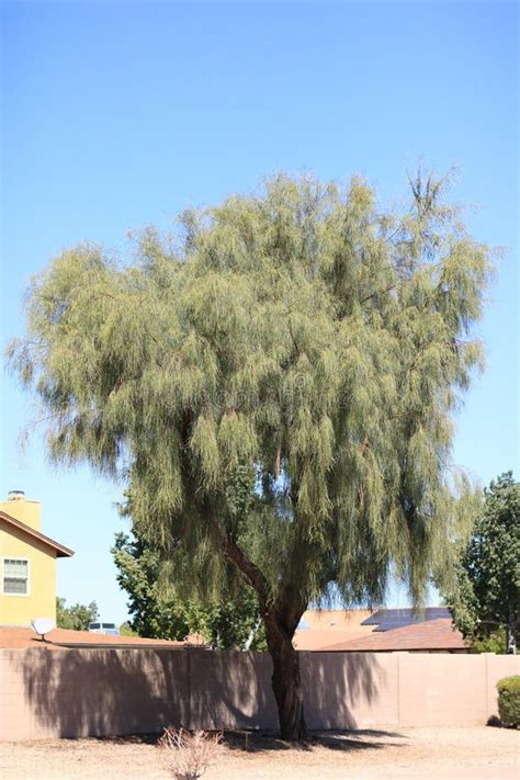 Acacia Stenophylla Or Shoestring Acacia Tree In Phoenix Az Stock Photo