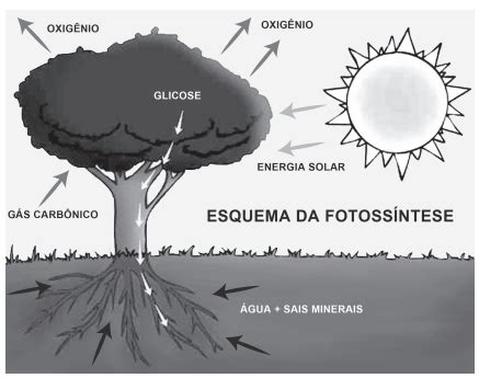 Questoes Fotossintese - Questões sobre Fotossíntese | Pratique com o Prisma
