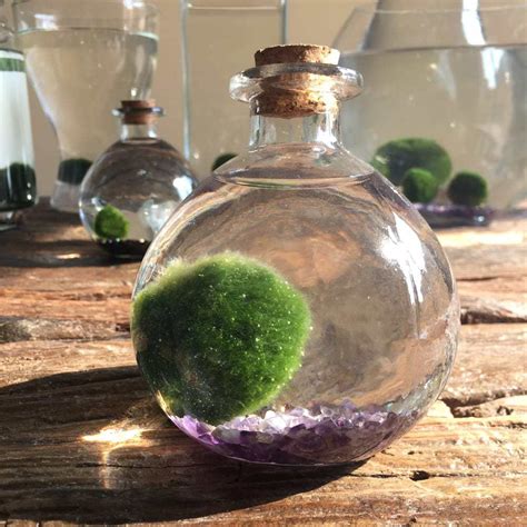 how to take care of a marimo moss ball