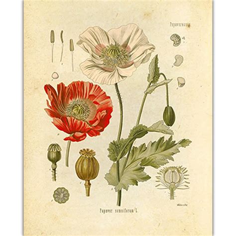 Ботанические копии цветов для интерьера 86 фото