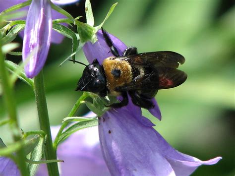 Carpenter Bee On Ladybells Amy Woodward Flickr