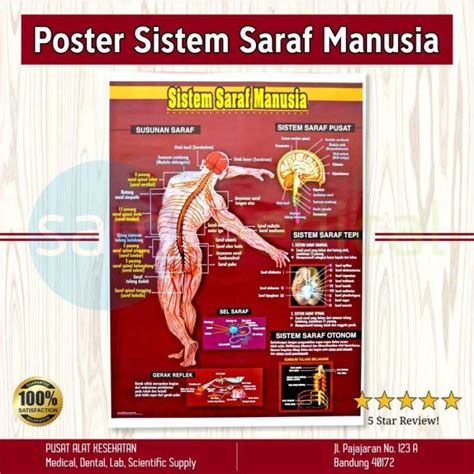 Jual Poster Gambar Sistem Saraf Manusia Di Seller Sam Medical Official