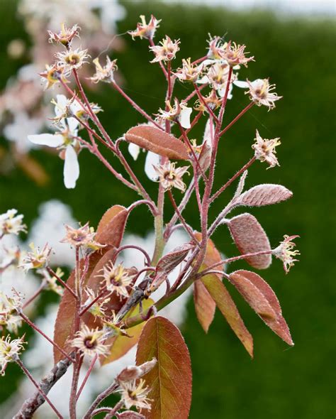 Small Tree Snowy Mespilus Or Juneberry Amelanchier Lamarckii