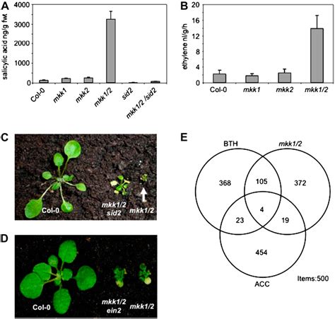 Figure From Arabidopsis Mitogen Activated Protein Kinase Kinases Mkk