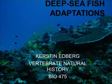 PPT - Deep-Sea Fish Adaptations PowerPoint Presentation, free download ...