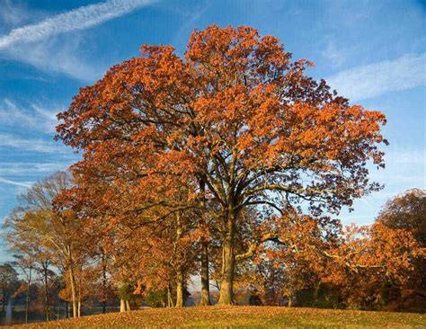 Red Oak Firewood: [Splitting, Seasoning Time, BTU] – WoodsMan Report