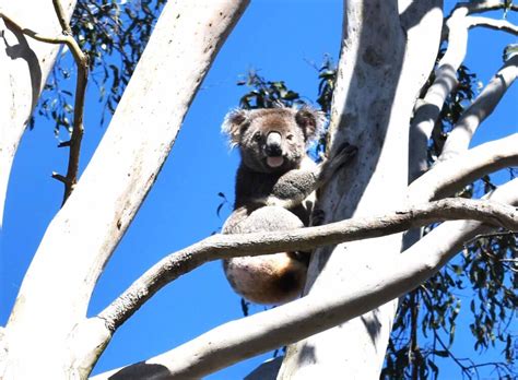 month  care koala leto    gum tree